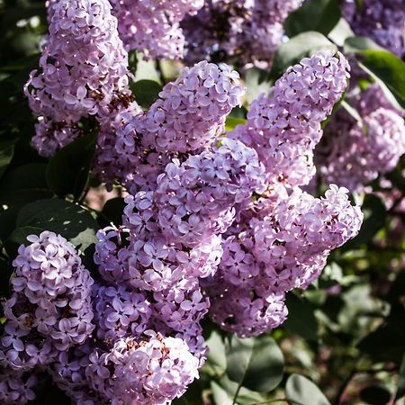 La Cavanella B&B Camugnano Екстер'єр фото